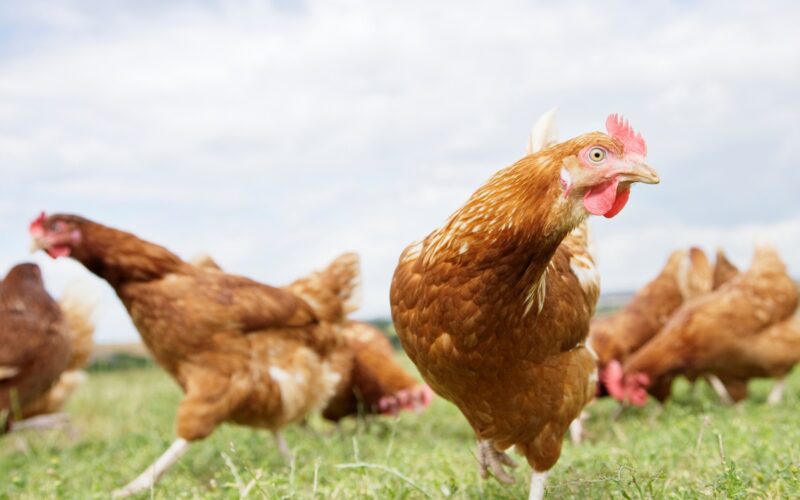 Україна рекордно наростила експорт м&rsquo;яса птиці