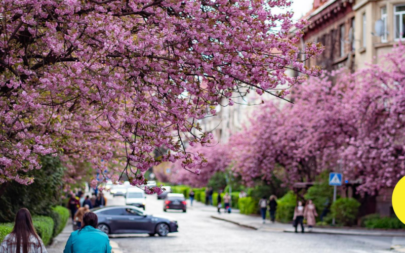 Ужгород знову став рожевим містом: сезон цвітіння сакур вражає