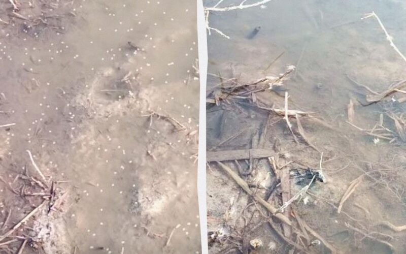 В Одеській області зафіксовано мільярди комарів