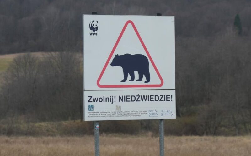 В Польщі на кордоні з Україну ведмідь загриз жінку