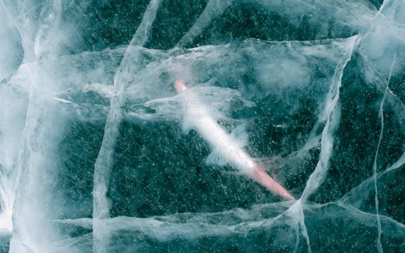 Вчені оживили 24-тисячолітню істоту: вона знову почала розмножуватись